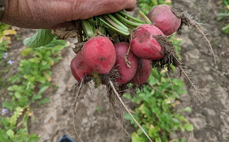 a bunch of radishes